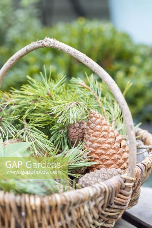 Pine cones and sprigs in wicker basket