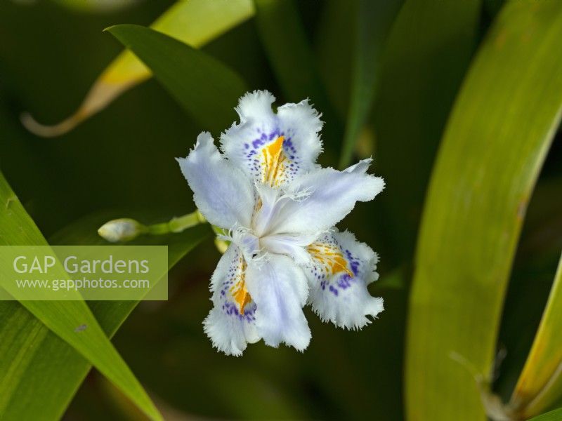 Iris japonica 'Ledgers'  in spring  April