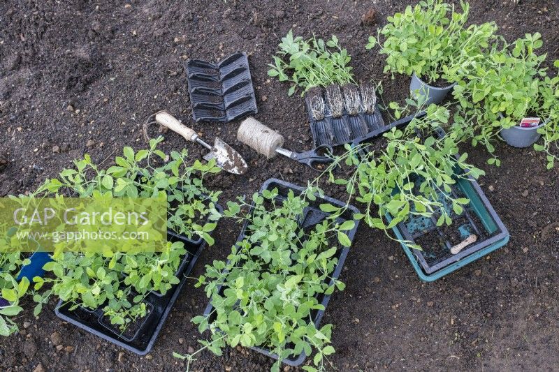 Lathyrus odoratus - Planting out sweet peas 