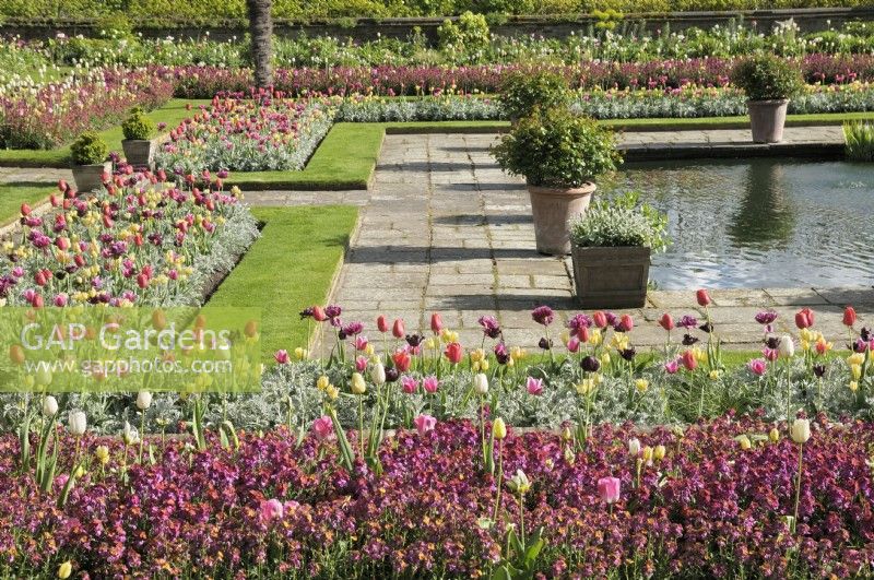 Formal display of multi-coloured tulips in the Sunken Garden at Kensington Palace, London, UK