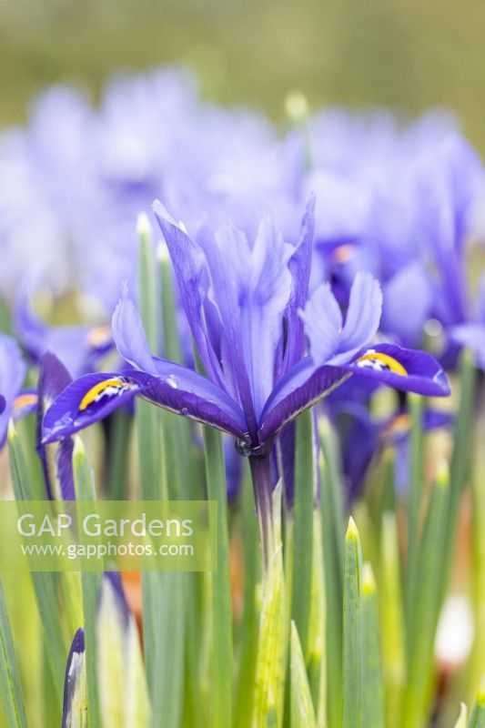 Iris reticulata 'Pixie'