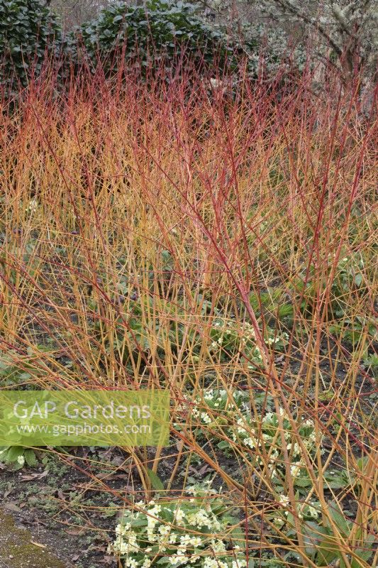 Cornus sanguinea 'Anny's Winter Orange' dogwood underplanted with primula vulgaris primrose 