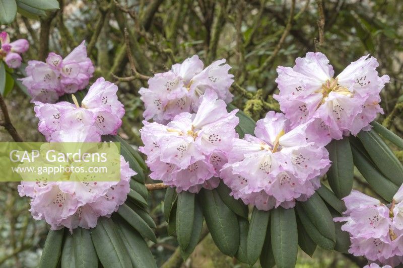 Rhododendron 'Sutchuenense'