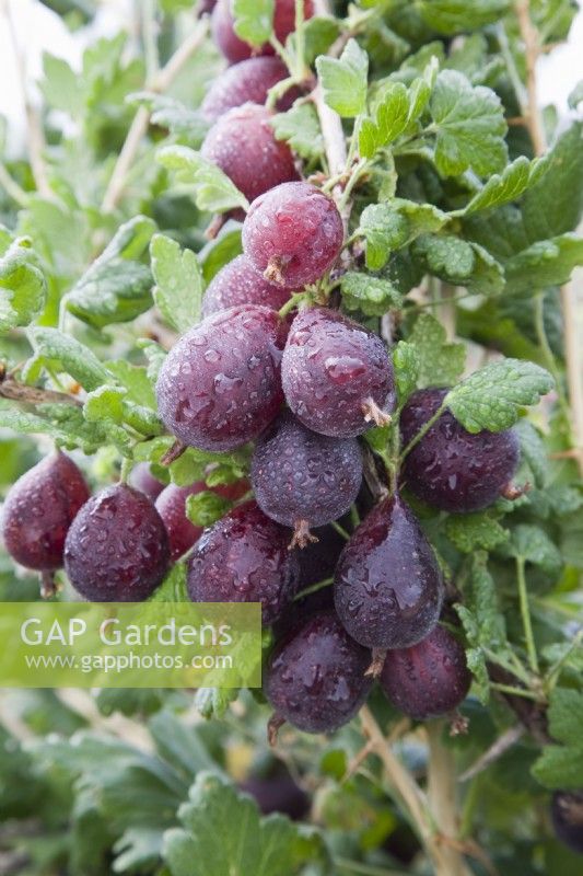 Gooseberry - Ribes uva-crispa 'Tixia'