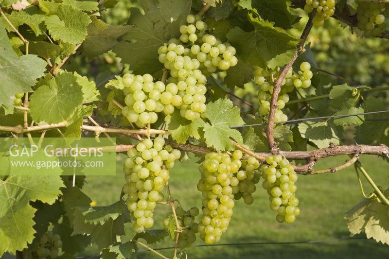 Grape - Vitis vinifera 'Bacchus'
