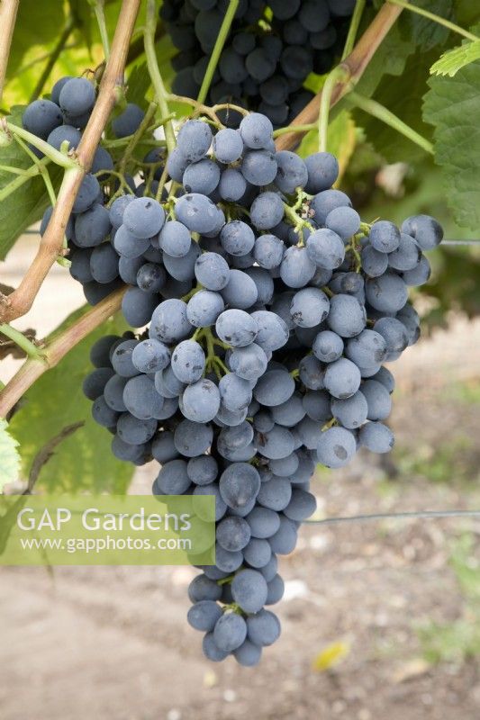Grape - Vitis 'Gagarin Blue'