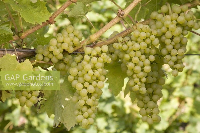 Grape - Vitis vinifera 'Reichensteiner'