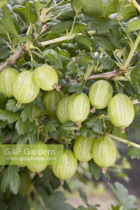 Gooseberry - Ribes uva-crispa 'Careless'
