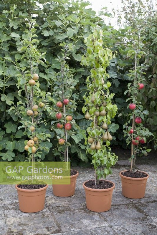 Apple and Pear Cordons in pots