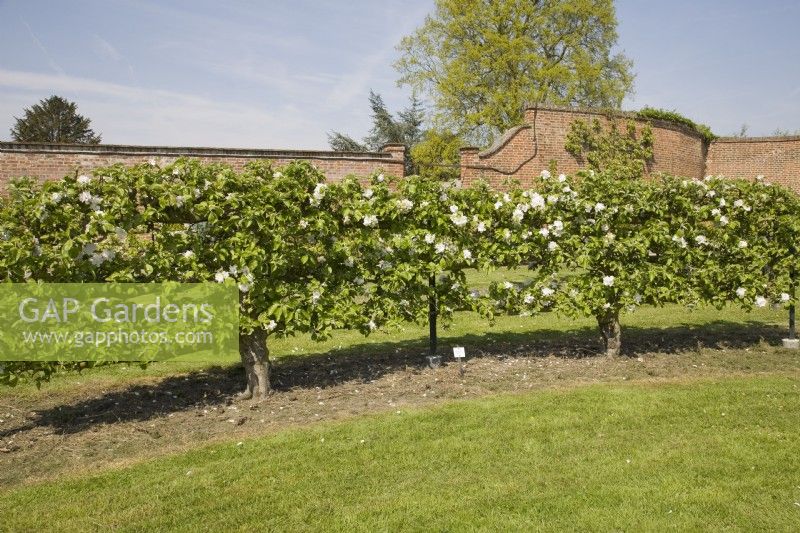 Espalier Apples on MM106 rootstock - Malus domestica 'Aromatic Russet'