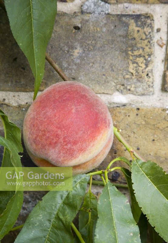 Peach - Prunus persica 'Rochester'