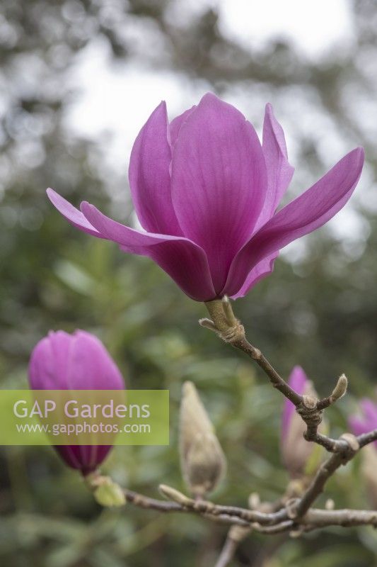 Magnolia 'Purple Sensation'