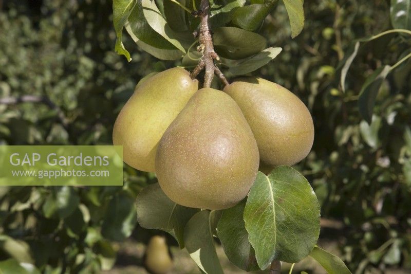 Pear - Pyrus communis 'Beurre Hardy'