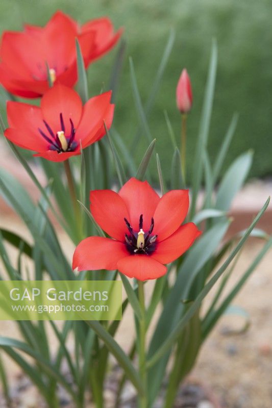 Tulipa linifolia 'Red Hunter' - Tulip