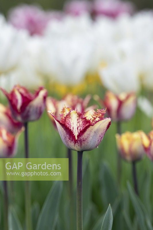 Tulipa 'Colour Fusion' - Fringed Tulip