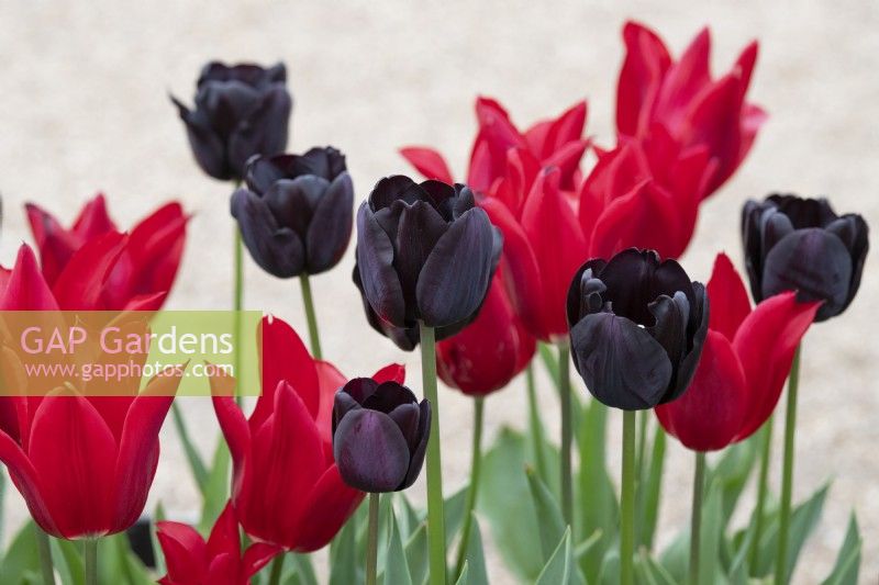 Tulipa 'Paul Scherer' and Tulipa 'National Velvet' - Tulips