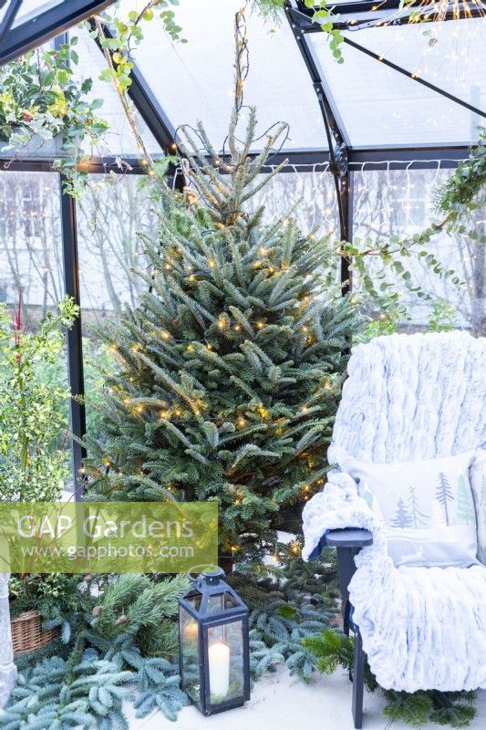 Spruce tree covered in fairy lights inside greenhouse