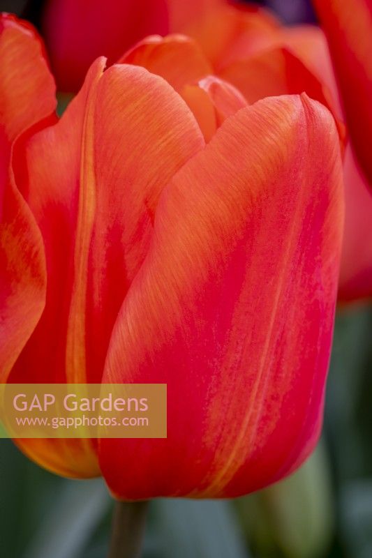 Tulipa 'Dennis Orange'