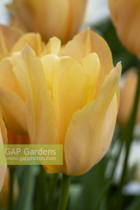 Tulipa 'True Beauty'