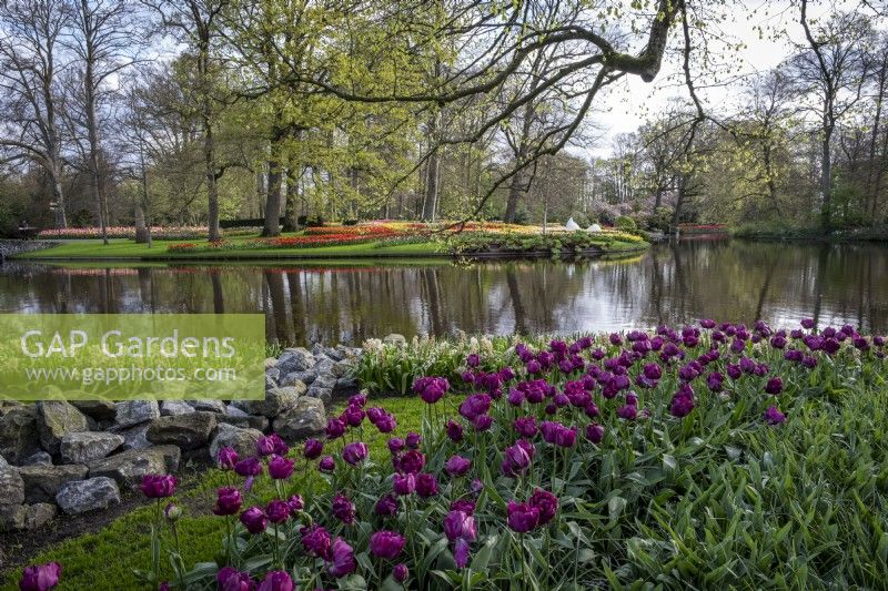 Massed planting of bulbs with lake behind, in spring at Keukenhof Gardens, The Netherlands