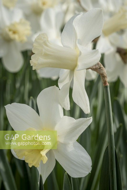 Narcissus 'Watch Up'