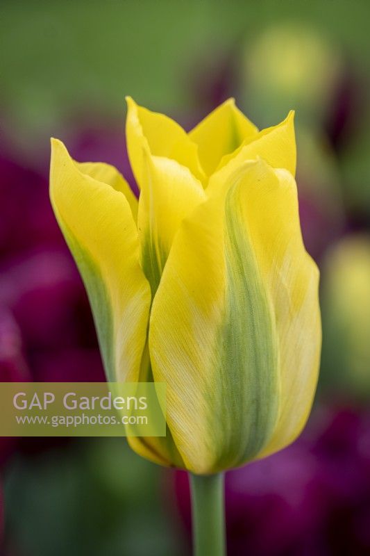 Tulipa 'Yellow Springgreen'