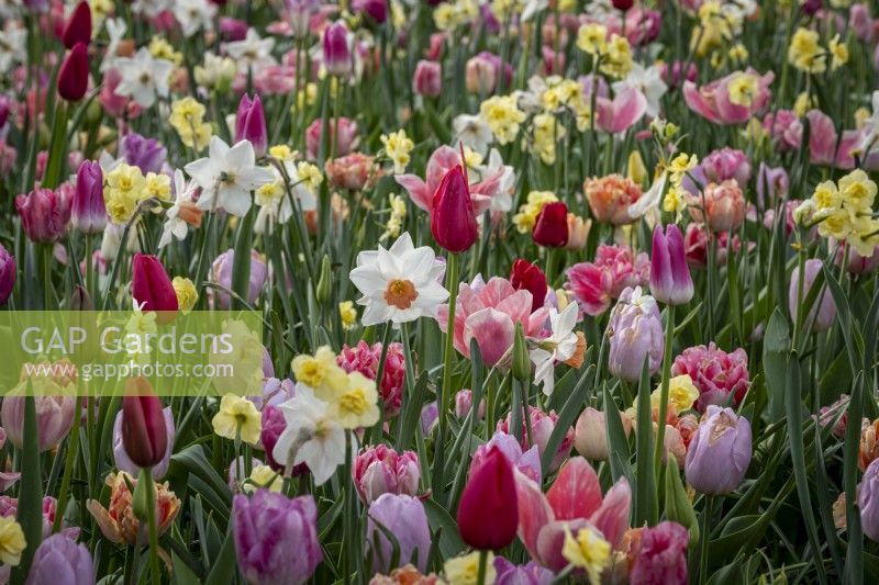 Spring border packed with mixed bulbs