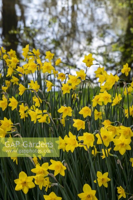 Narcissus 'Sweetness' planted in a large group