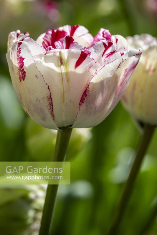 Tulipa 'Jonquieres'