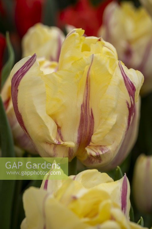 Tulipa 'Suwath's Beauty'