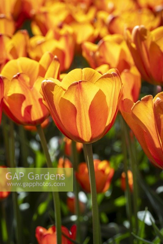 Tulipa 'Charade'