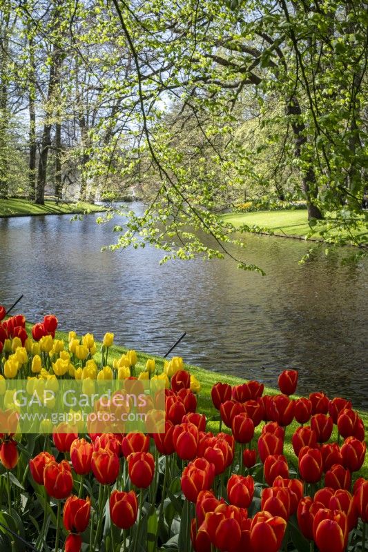 Drifts of mixed tulips with lake behind, in spring at Keukenhof Gardens, The Netherlands.