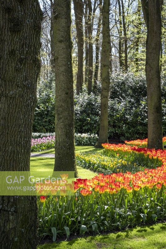 Drifts of mixed tulips beneath trees in spring at Keukenhof Gardens, The Netherlands.