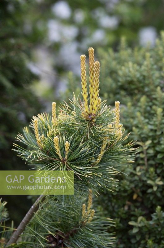 Pinus parviflora 'Tenysu-kazu' - Japanese White Pine 'Dr Landis' 