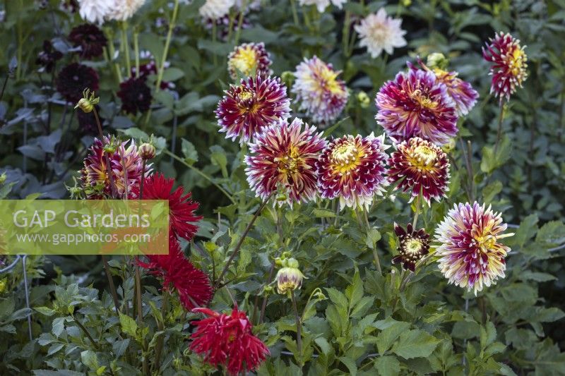 Late summer border planted with a mix of Dahlias. Planting includes Dahlia 'Akita'.