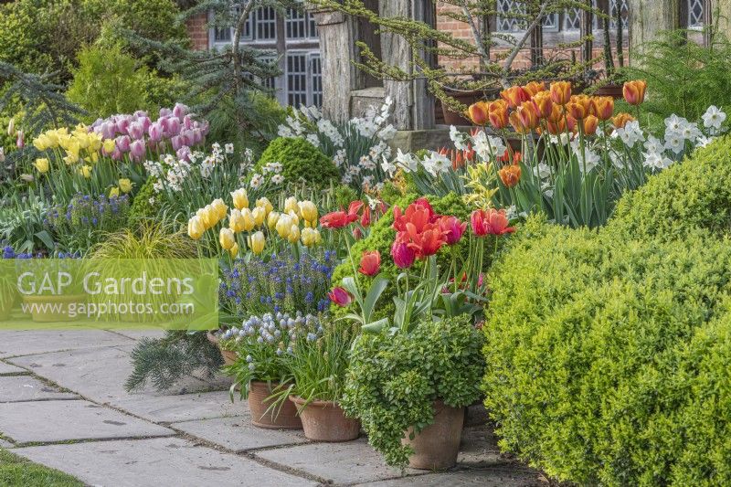 Mixed Tulips and Daffodils flowering in an informal display of terracotta pots in Spring - April