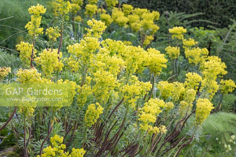 Euphorbia characias flowering in Spring - April
