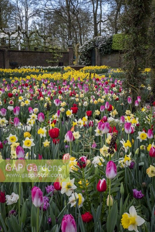 Massed planting of bulbs in spring at Keukenhof Gardens, The Netherlands