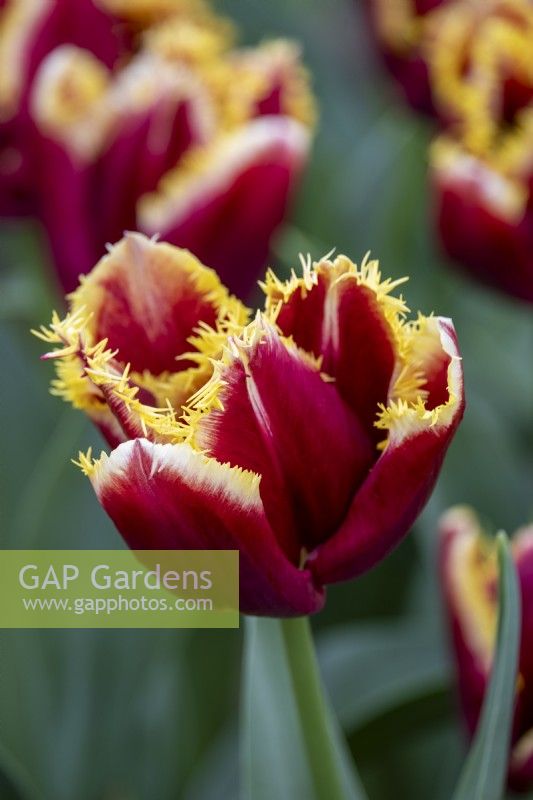 Tulipa 'Mercure'