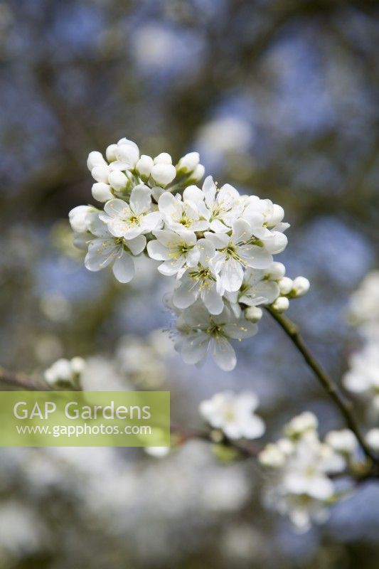 Damson blossom - Prunus insititia 'Merryweather'