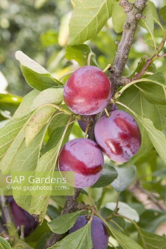 Plum - Prunus domestica 'Opal'