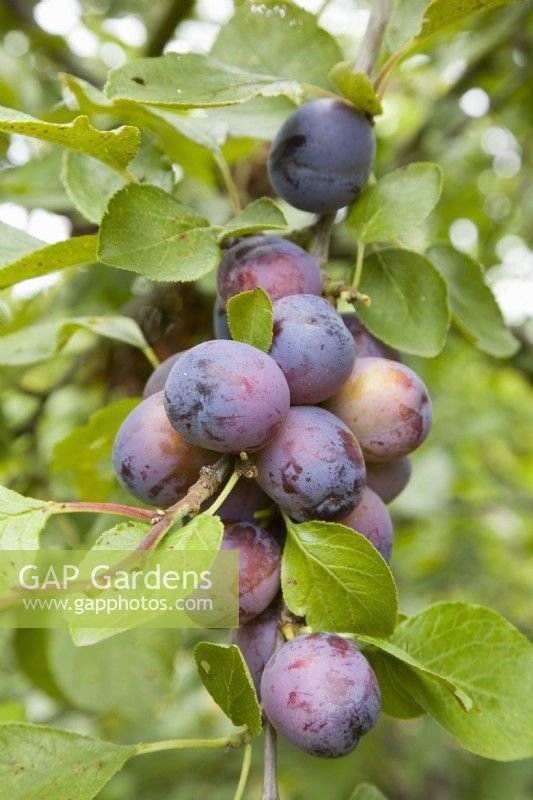 Plum - Prunus domestica 'Rivers Early Prolific'