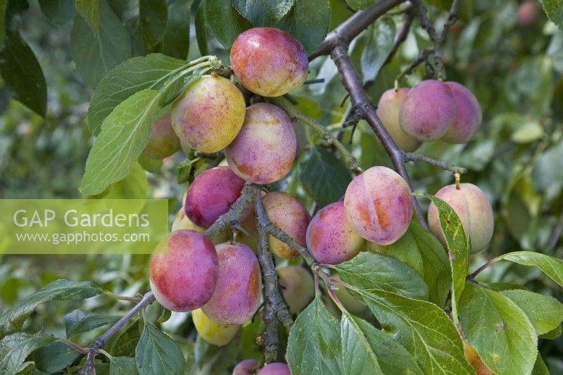 Plum - Prunus domestica 'Victoria'