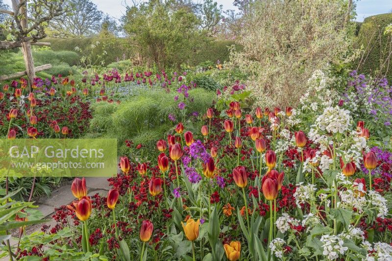 Tulipa 'Amber Glow' and Lunaria annua - Honesty flowering with Erysimum cheiri 'Vulcan' in an informal country cottage garden border in Spring - April