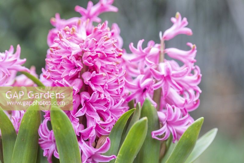 Hyacinthus 'Fondant'