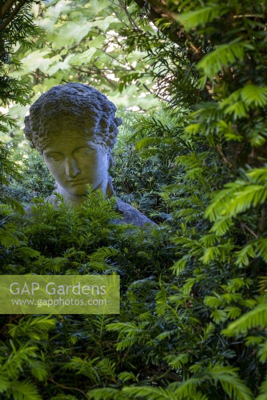 Classical statue hidden amongst Yew hedging.