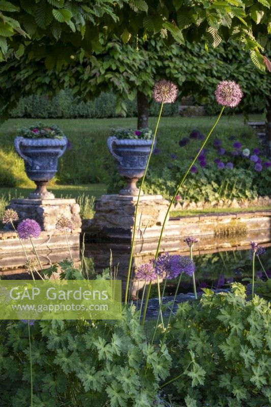 Allium 'Purple Sensation' and Geranium 'Rozanne' with formal pond behind