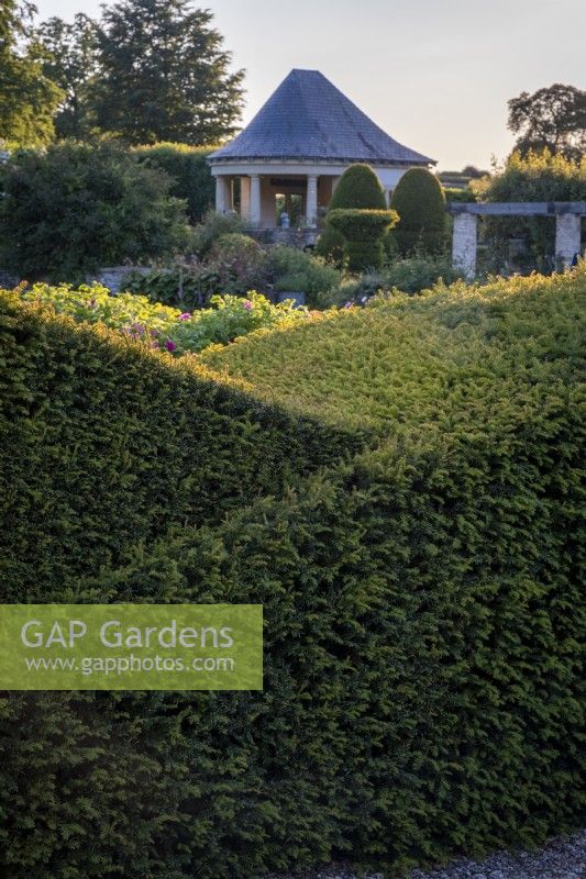 Shaped yew hedging in formal garden
