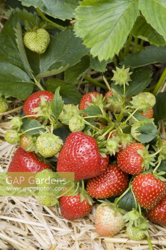 Strawberry - Fragaria ananassa 'Alice'