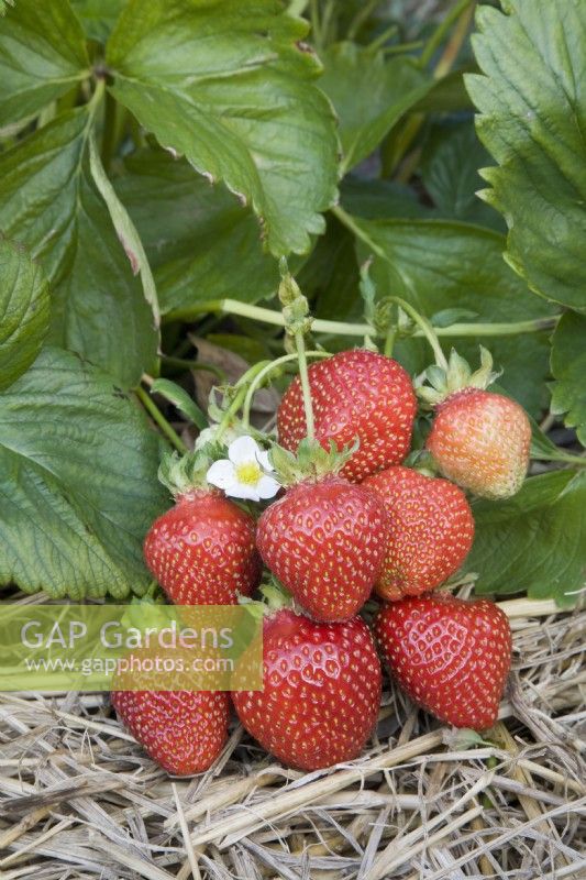Strawberry - Fragaria ananassa 'Asia'